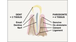dent email dentine nerf parodonte gencive os alveolaire cement ligament dr chevalier dr andrieu dr courtet cabinet parodontie paris 11