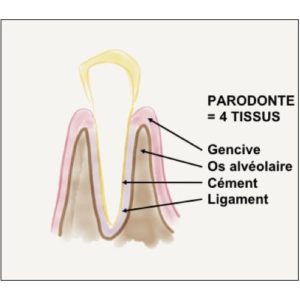 parodonte dent gencive os alveolaire cement ligament docteur gregoire chevalier dr clementine andrieu dr alexandre courtet cabinet parodontie paris 11