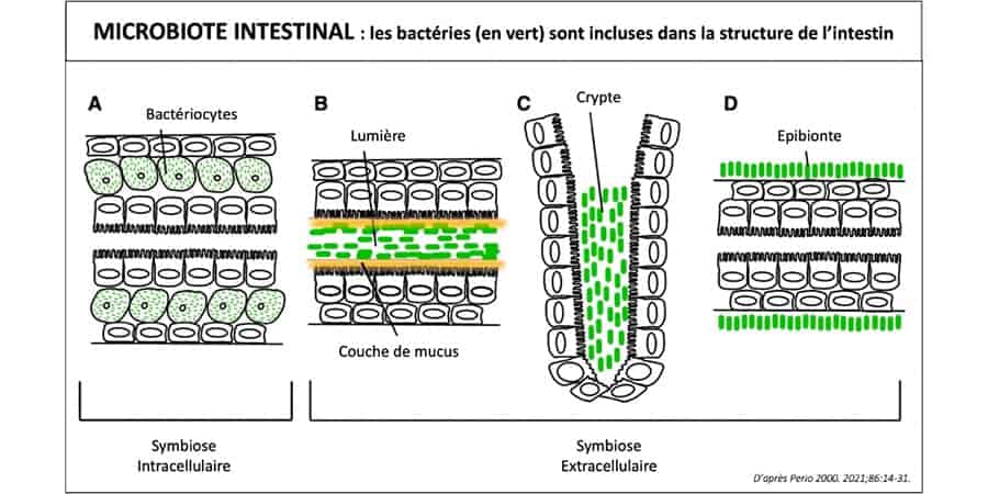 microbiote buccal cabinet parodontologie paris 11 cabinet parodontie parodontologie paris 11 dr gregoire chevalier et associes