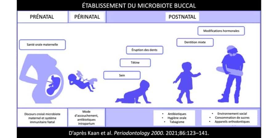 etablissement du microbiote buccal parodontite cabinet parodontie parodontologie paris 11 docteur gregoire chevalier et associes