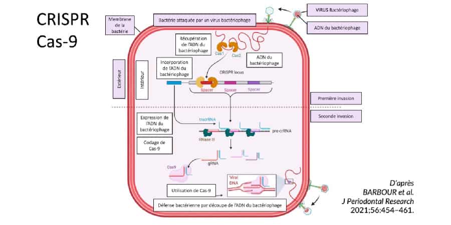 le microbiote buccal revolution crispr cabinet parodontologie parodontie paris 11 dr gregoire chevalier et associes